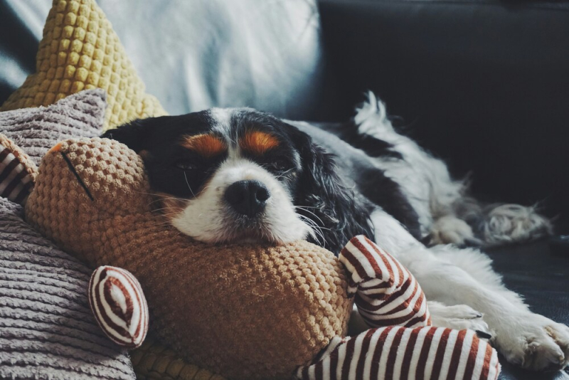 Give Your Pet a Holiday This Season