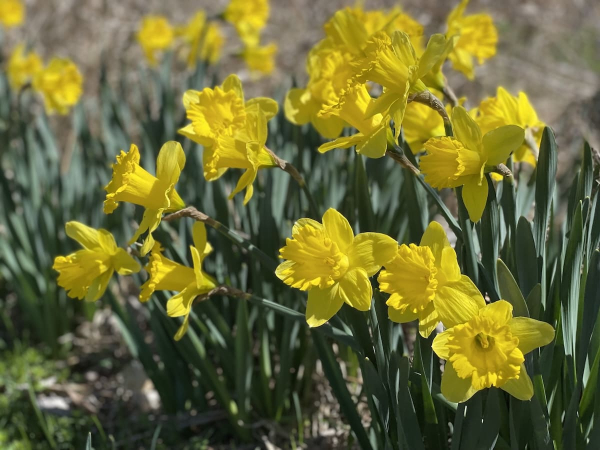 Daffodil Planting Dash